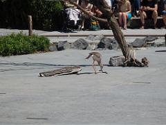 101PARC AUX OISEAUX DANS L AIN 2016 3_000028